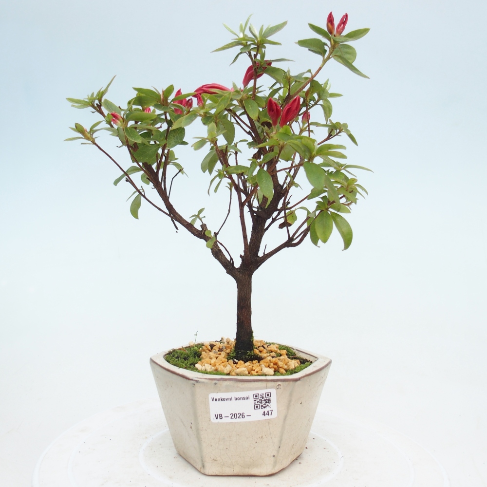 Kültéri bonsai - japán azálea - Azalea sp.