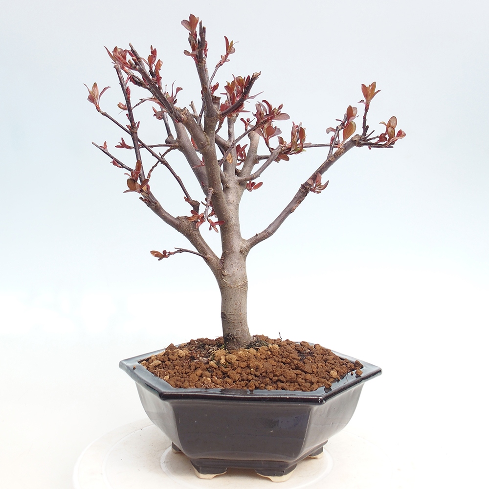 Kültéri bonsai -Malus domestica - Kis gyümölcsű piros levelű almafa