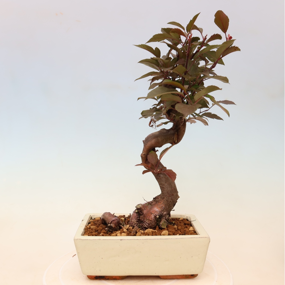 Kültéri bonsai -Malus domestica - Kis gyümölcsű piros levelű almafa
