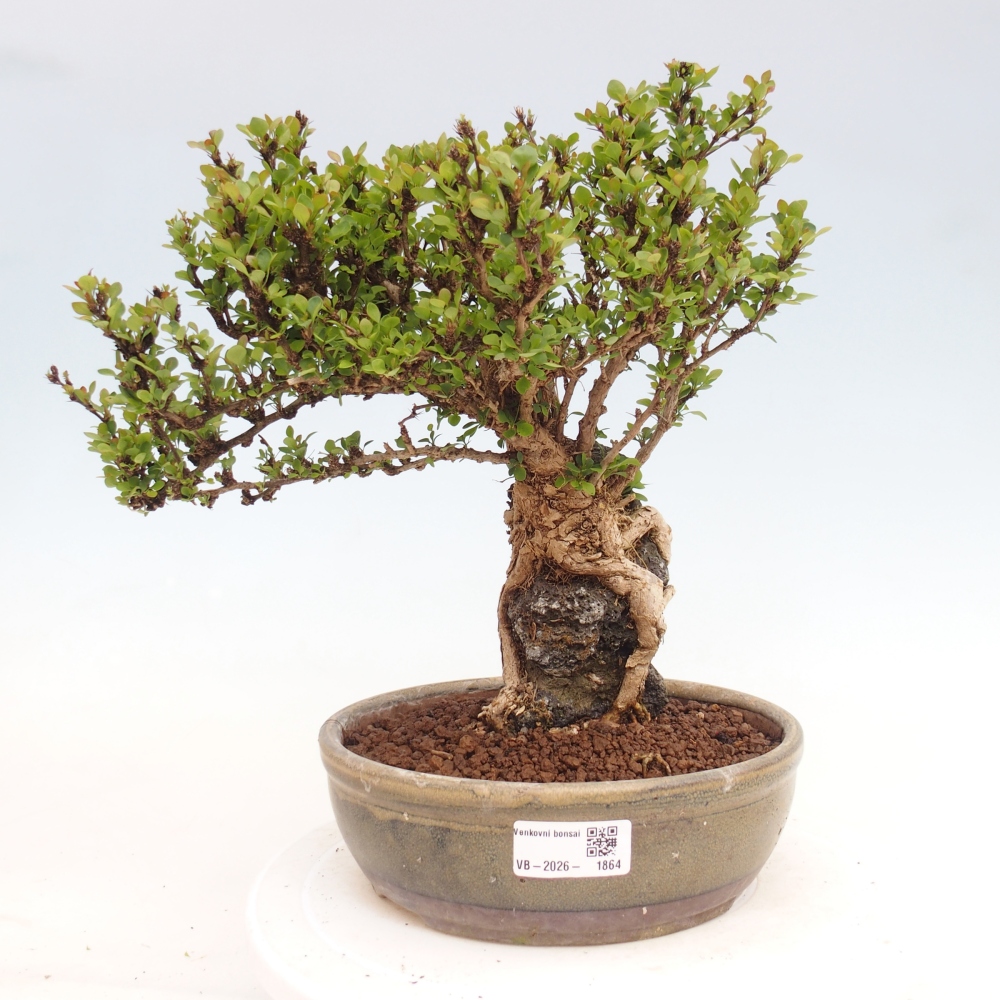 Kültéri bonsai - Berberis coreana