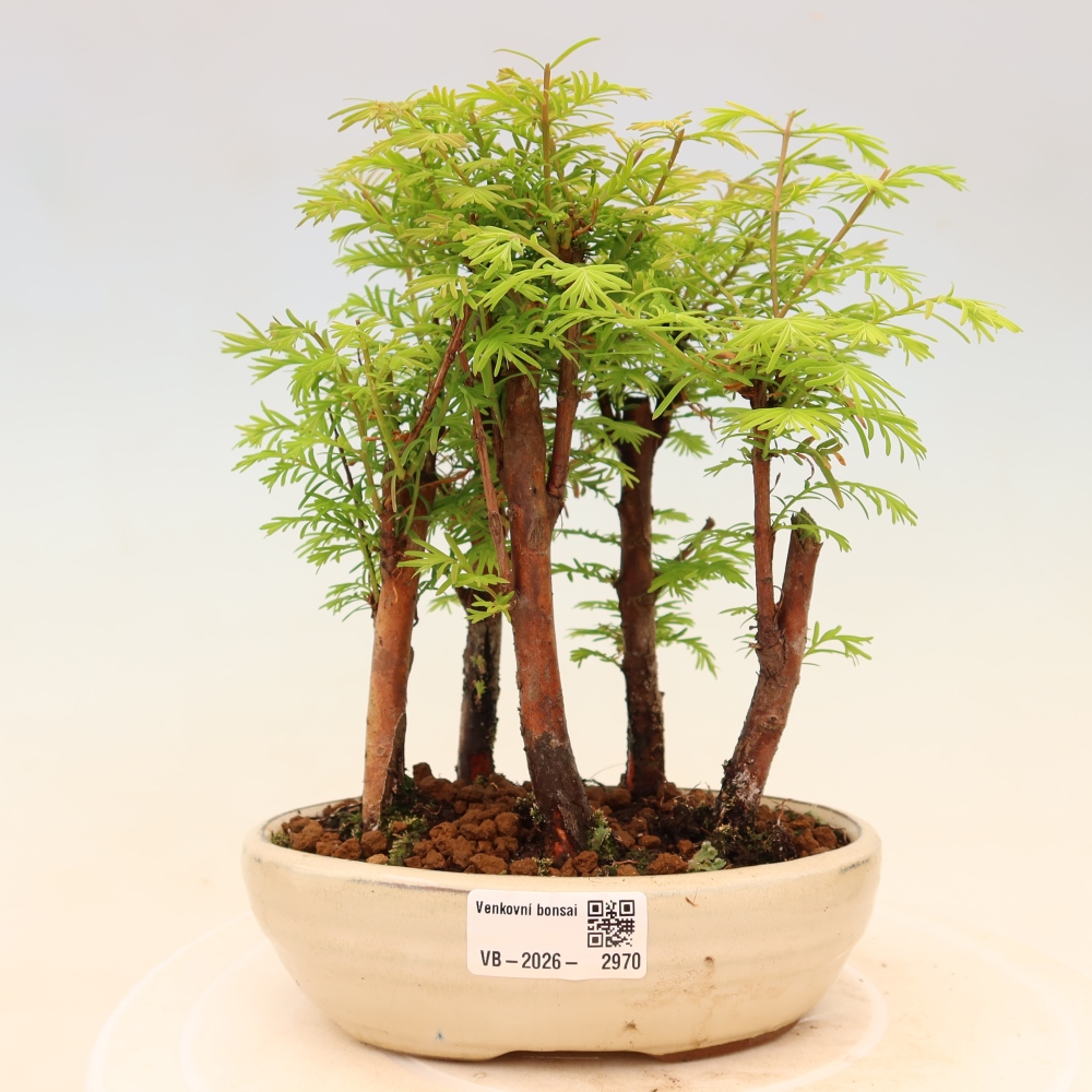 Kültéri bonsai – Metasequoia glyptostroboides – kínai metasequoia – kis erdő
