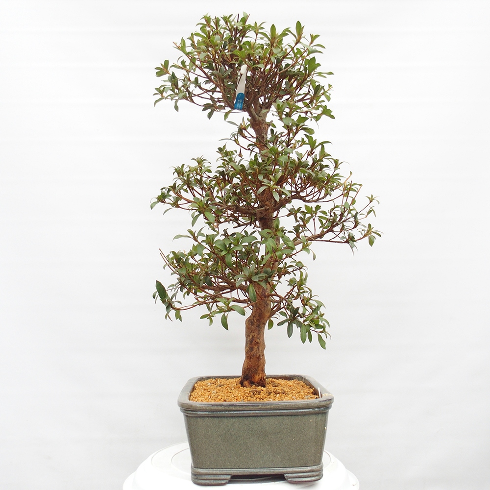 Kültéri bonsai - Japán azálea - Azalea Koki