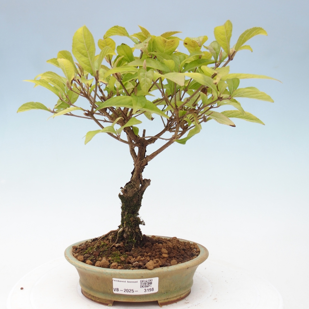 Kültéri bonsai - Callicarpa japonica