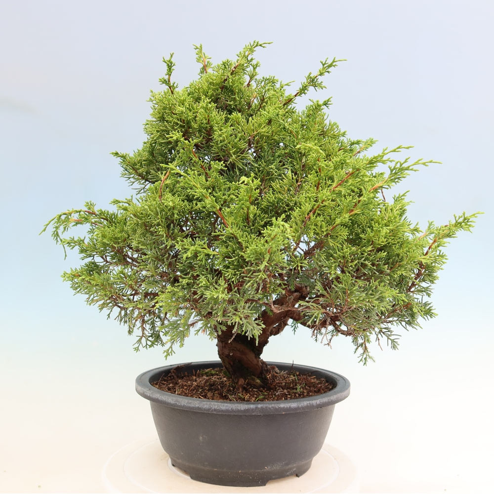 Kültéri bonsai - Juniperus chinensis Itoigawa-Juniperus chinensis