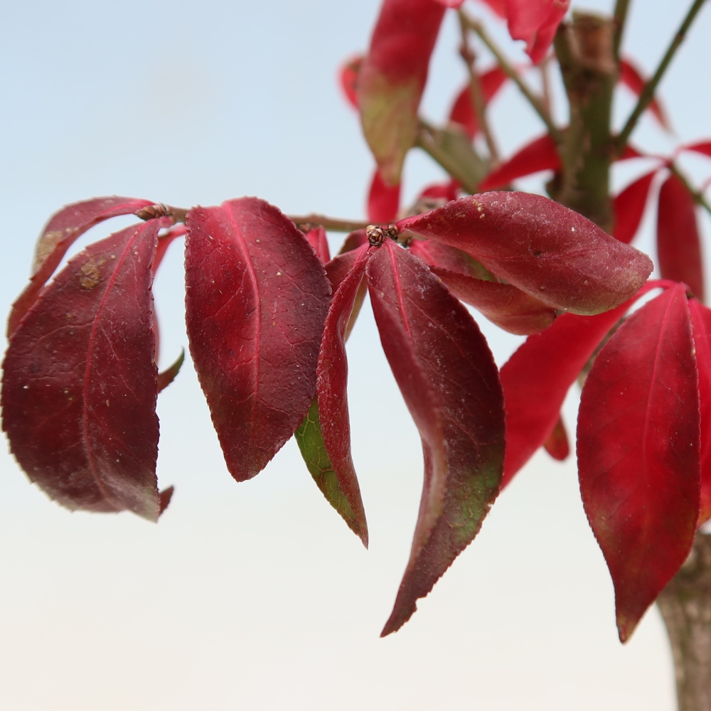Kültéri bonsai – Euonymus alatus comactus – szárnyas szőlőfa