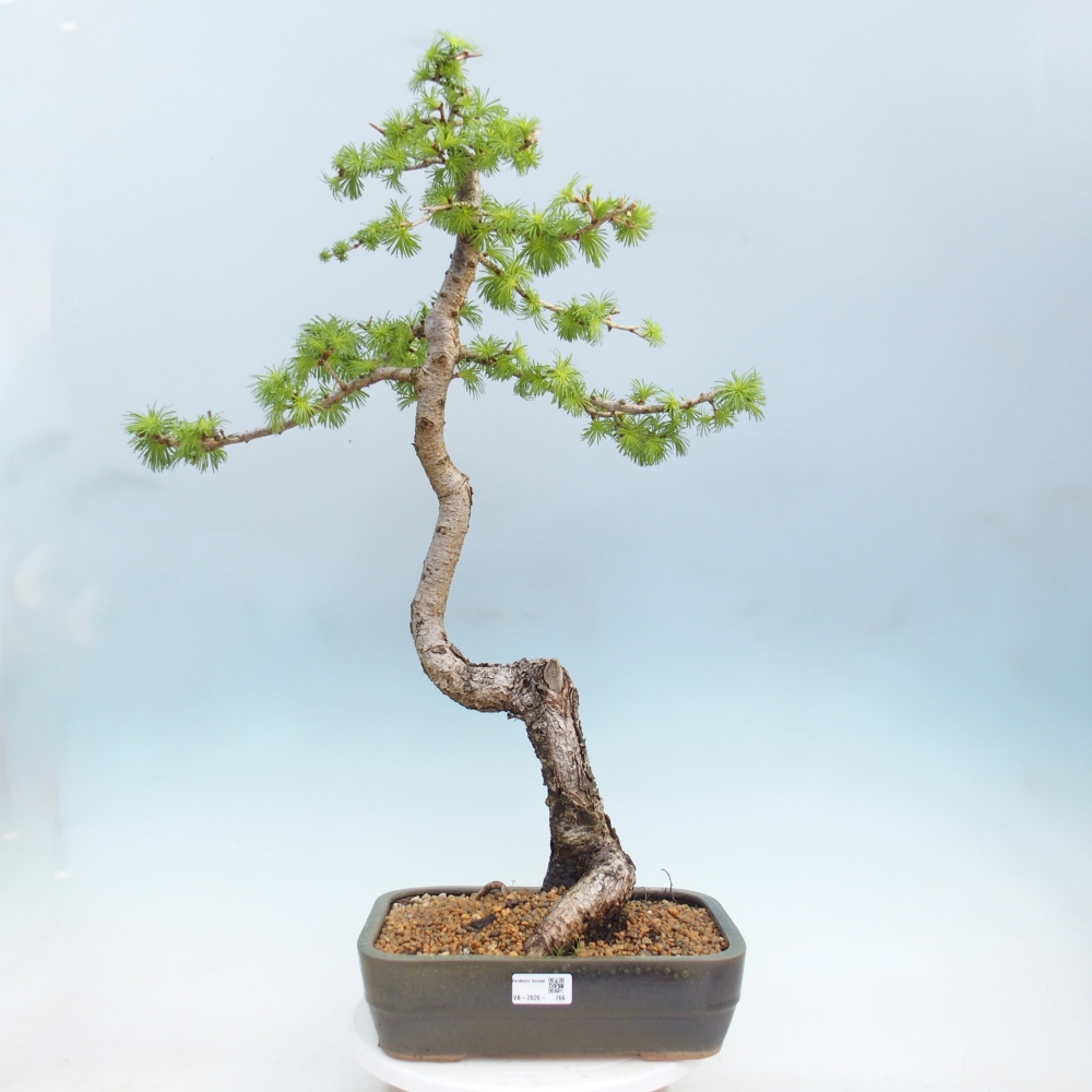 Kültéri bonsai - Larix decidua - vörösfenyő