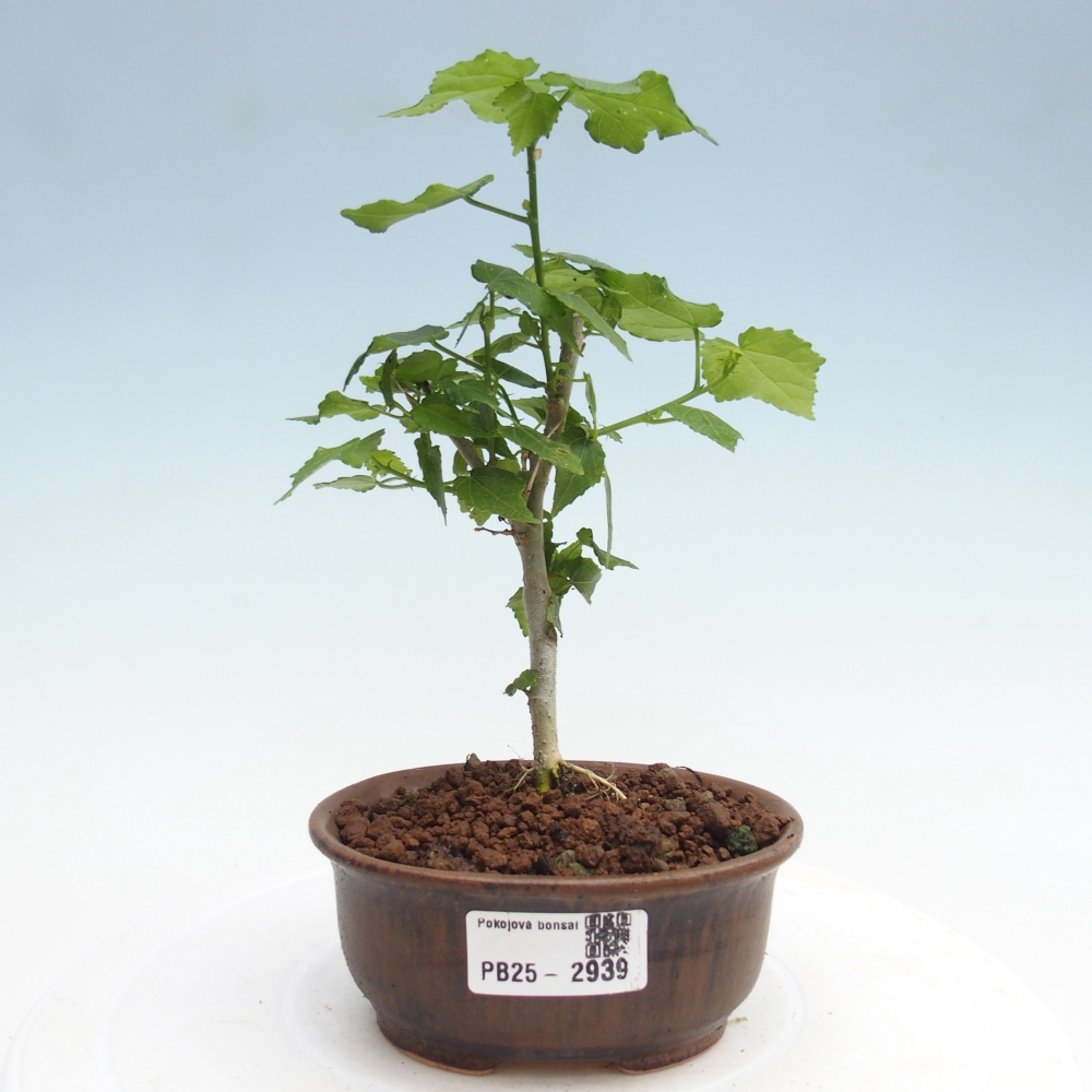 Beltéri bonsai - Malvaviscus arboreus