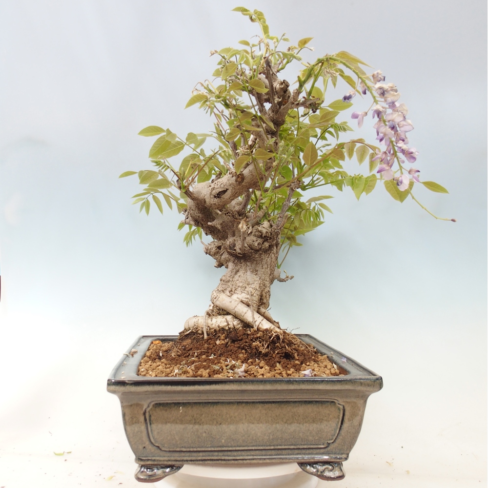 Kültéri bonsai - Wisteria floribunda