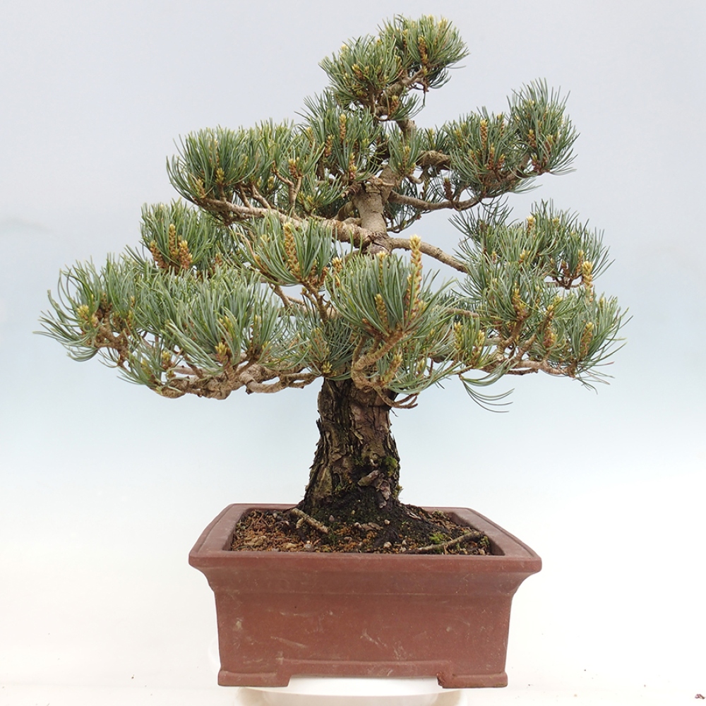 Kültéri bonsai - Pinus parviflora - Pinus parviflora