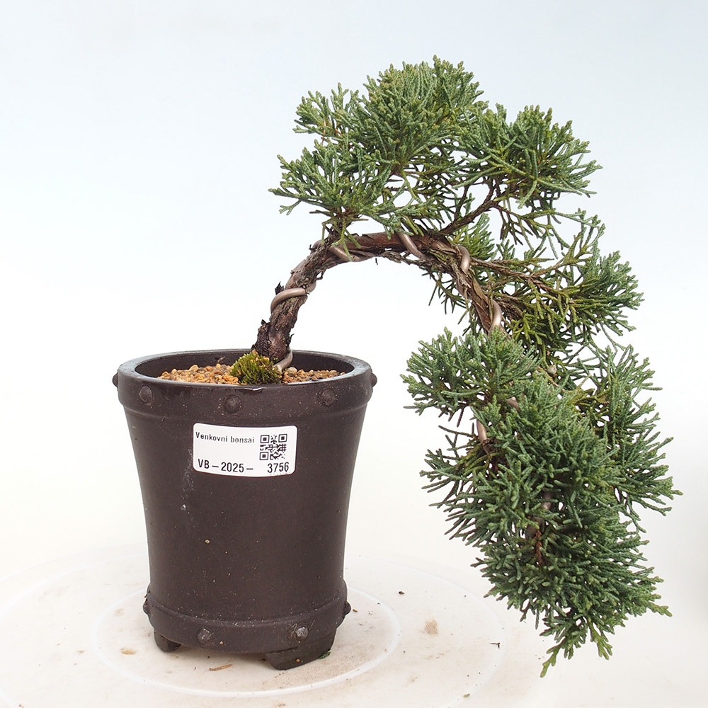 Kültéri bonsai - Juniperus chinensis Kishu