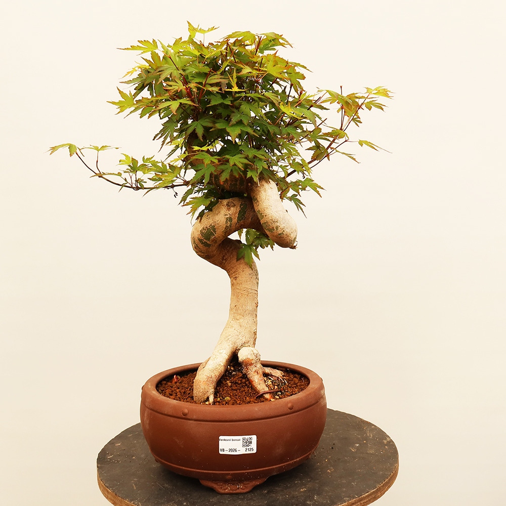 Kültéri bonsai - Maple palmatum - Pálmák