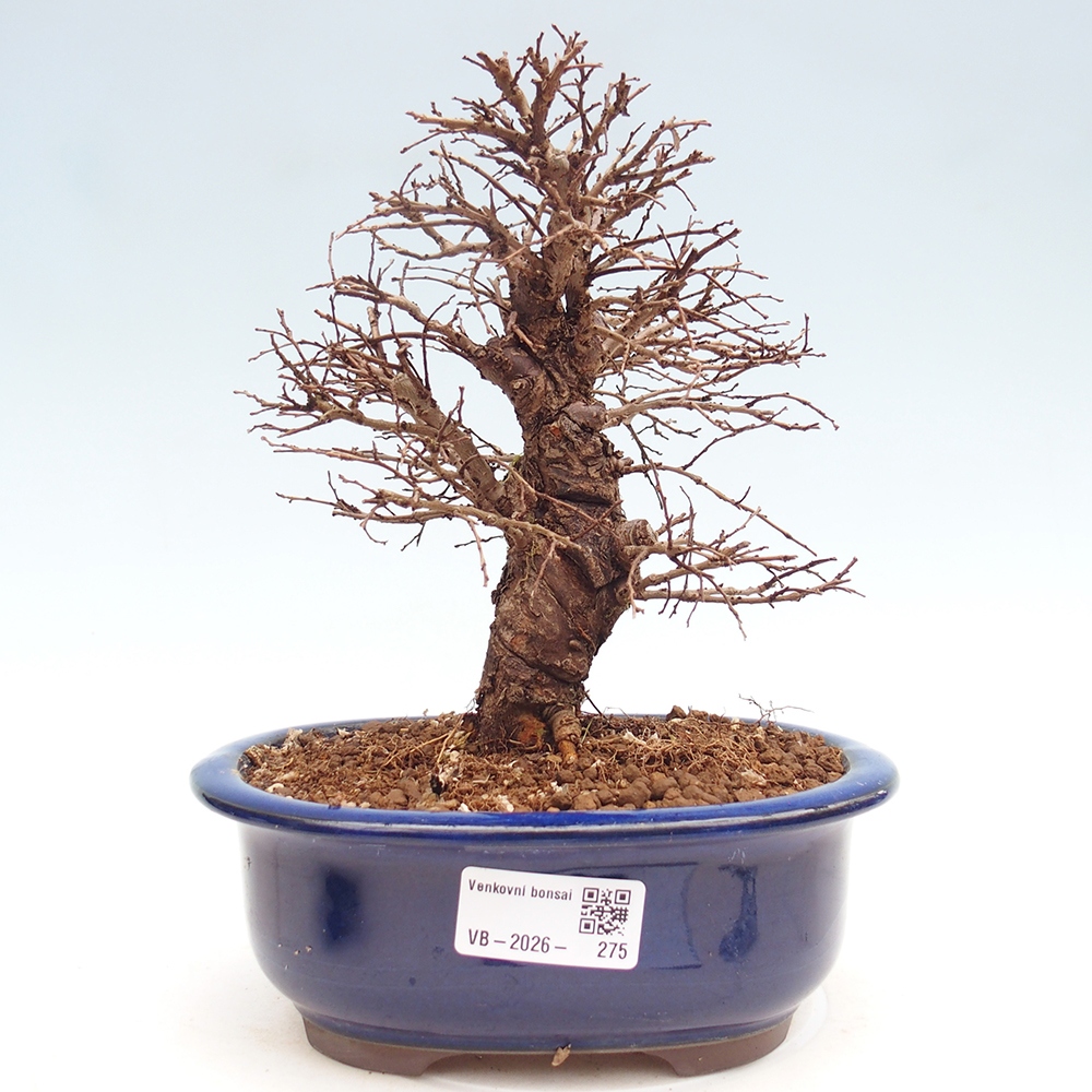 Kültéri bonsai - Zelkova - Zelkova NIRE