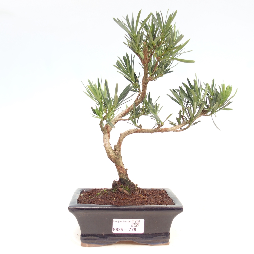 Szobai bonsai - Podocarpus - Kőtiszafa