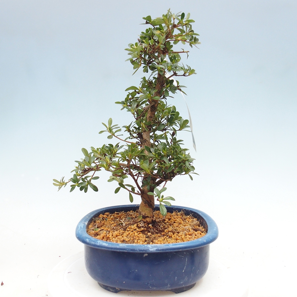 Kültéri bonsai - Japán azálea - Azálea Asahi-no-izumi
