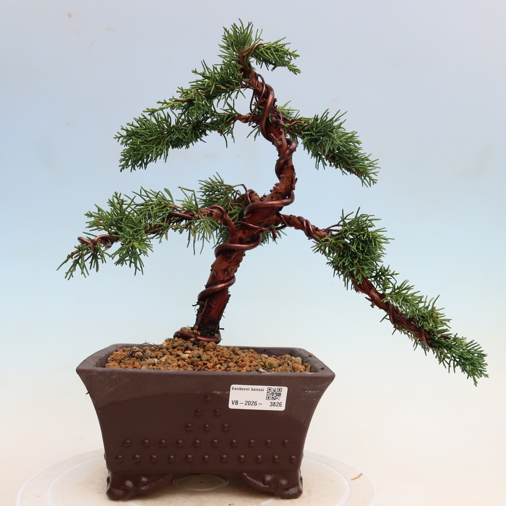 Kültéri bonsai - Juniperus chinensis Kishu