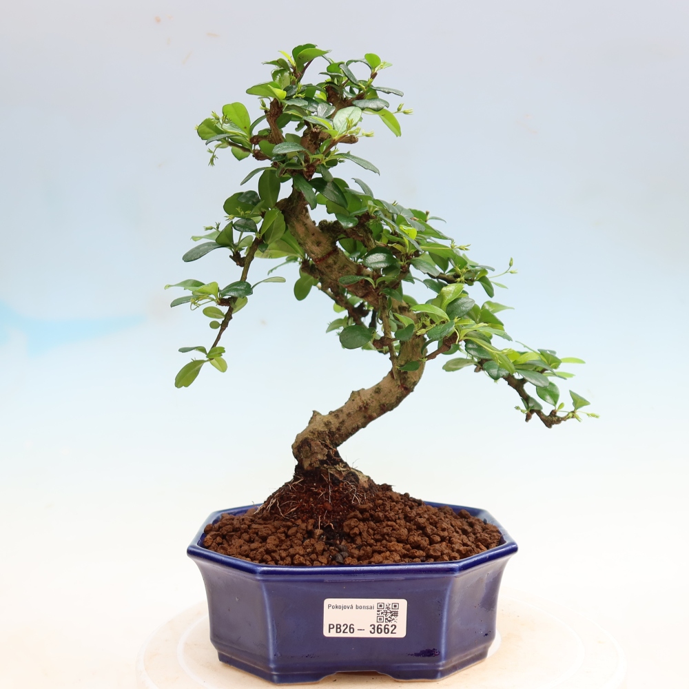 Szobai bonsai - Carmona macrophylla - Tea fuki