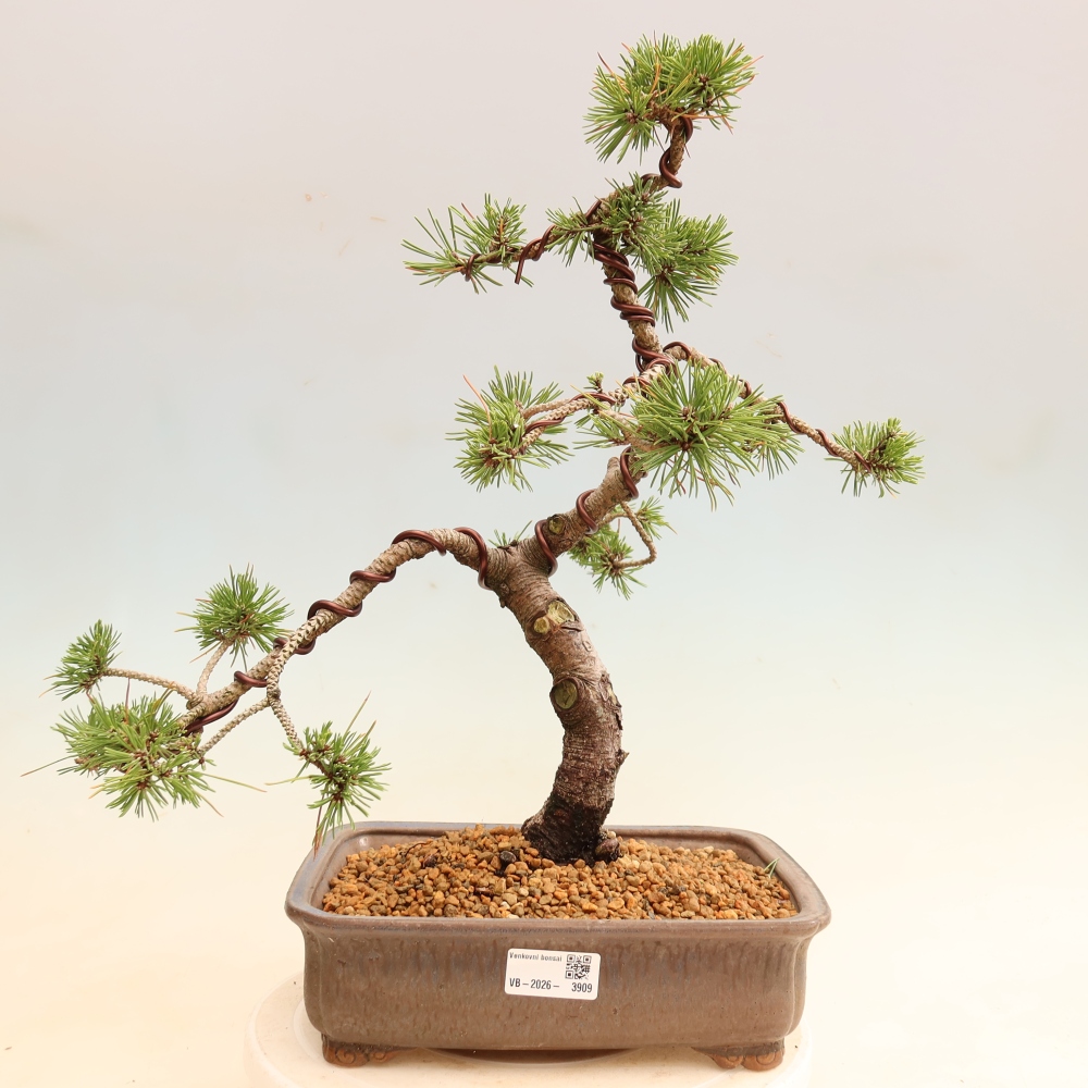 Kültéri bonsai – Pinus mugo Humpy – Törpefenyő