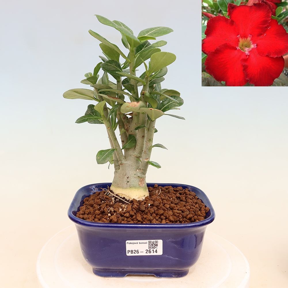 Szobabonsai – Adenium obesum Red Star – Sivatagi rózsa