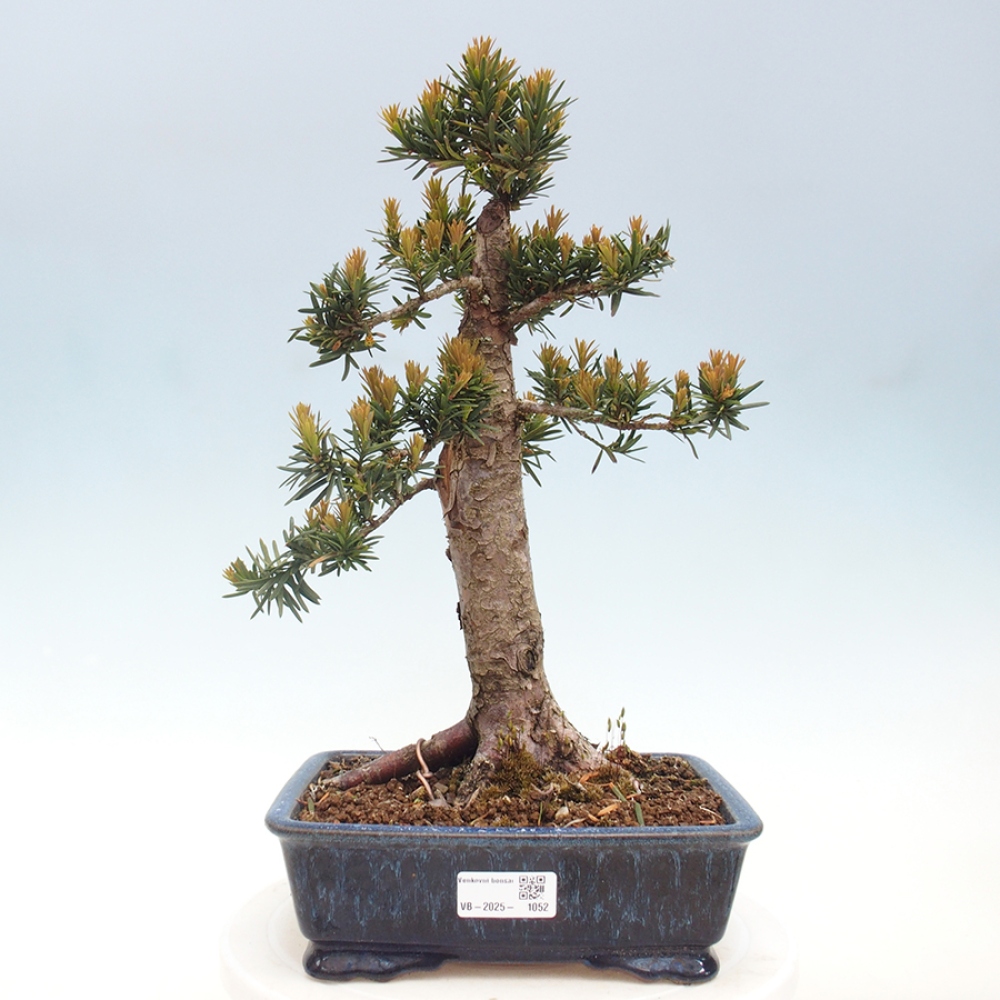 Kültéri bonsai - Taxus cuspidata - japán tiszafa