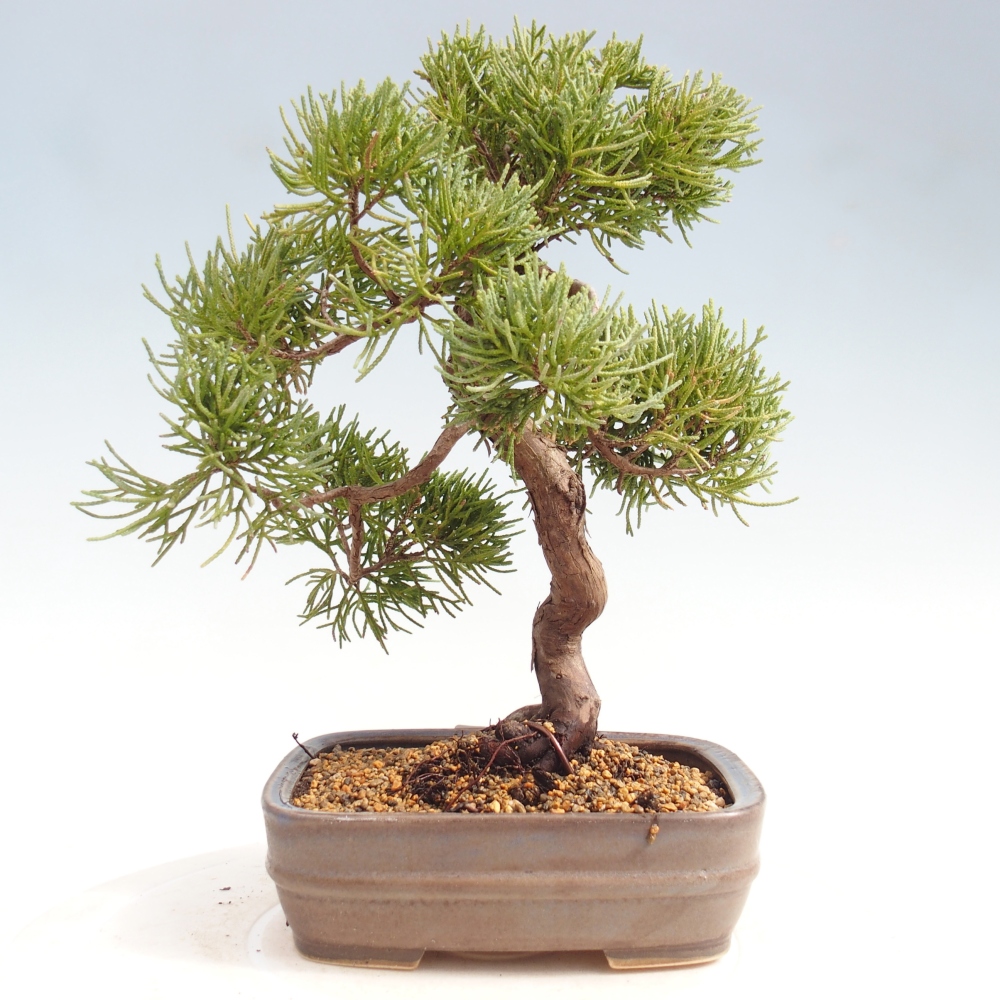 Kültéri bonsai - Juniperus chinensis Kishu