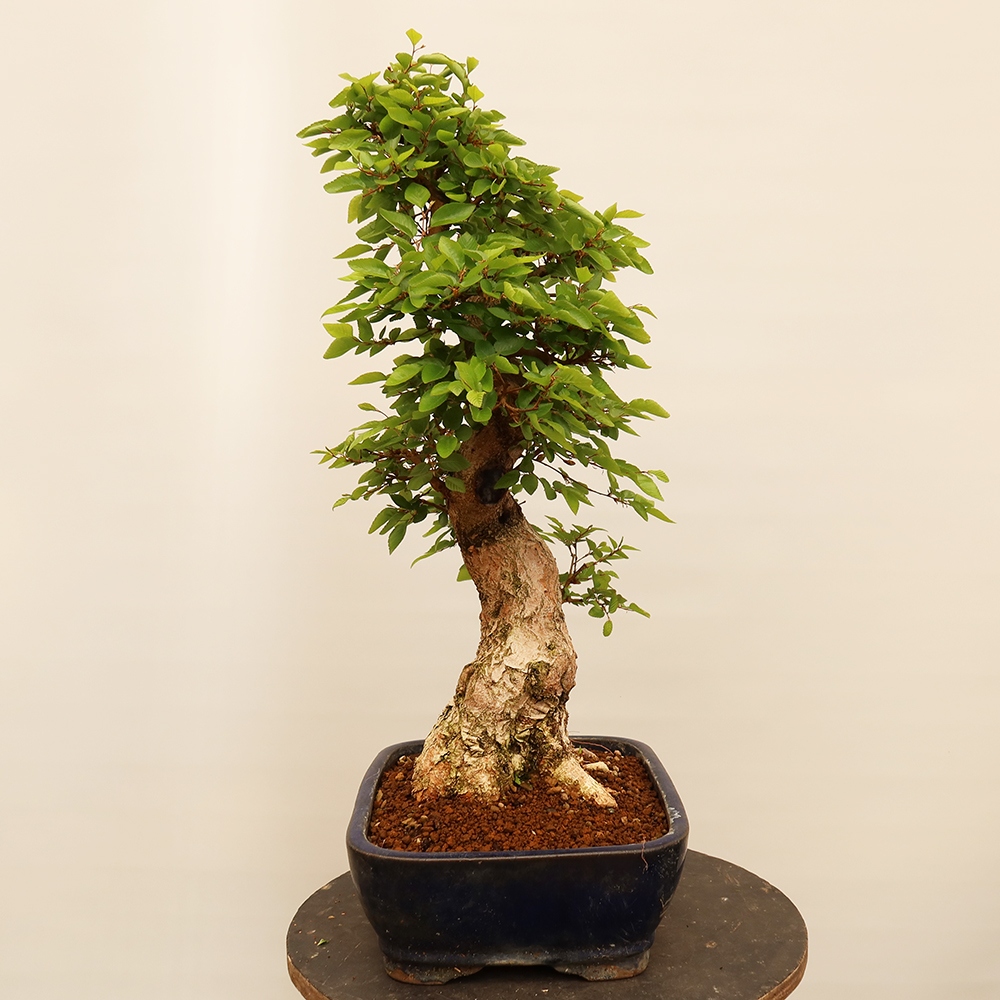 Kültéri bonsai -Carpinus Coreana - Koreai gyertyánfa