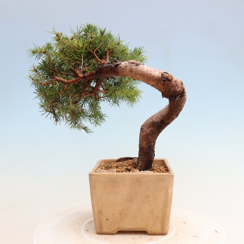 Kültéri bonsai – Szürke lucfenyő – Picea glauca globe