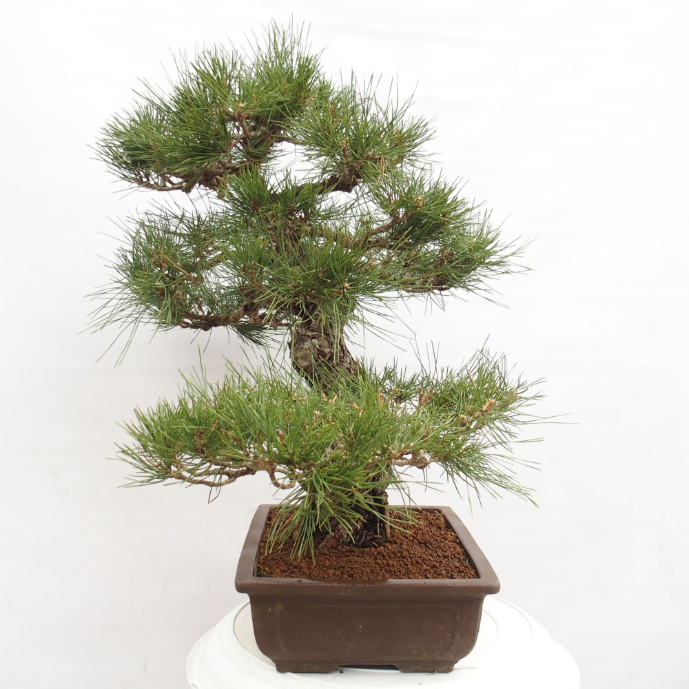 Kültéri bonsai - Pinus thunbergii - Thunberg fenyő
