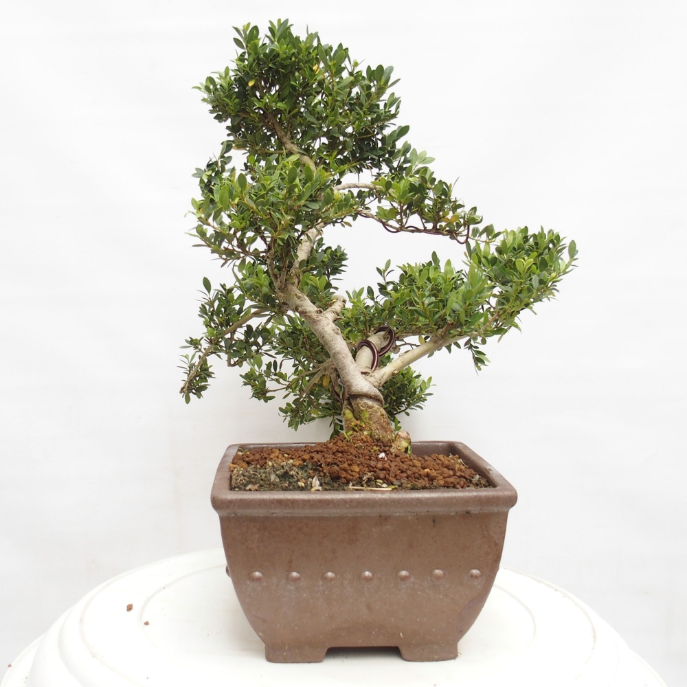 Szobai bonsai - Ilex crenata - Holly