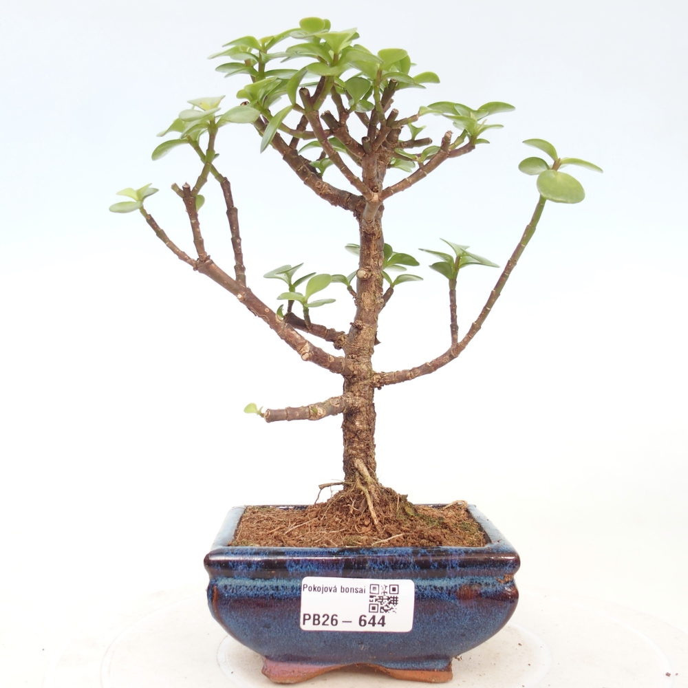 Szoba bonsai - Portulakaria Afra - Tlustice