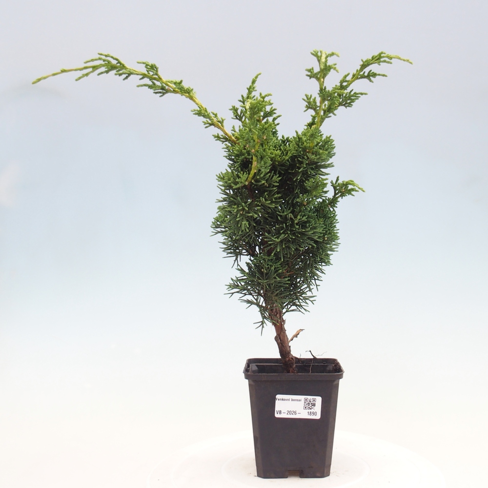 Kültéri bonsai - Juniperus chinensis Kishu