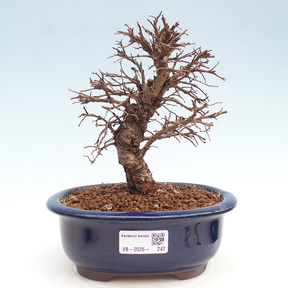 Kültéri bonsai - Zelkova - Zelkova NIRE