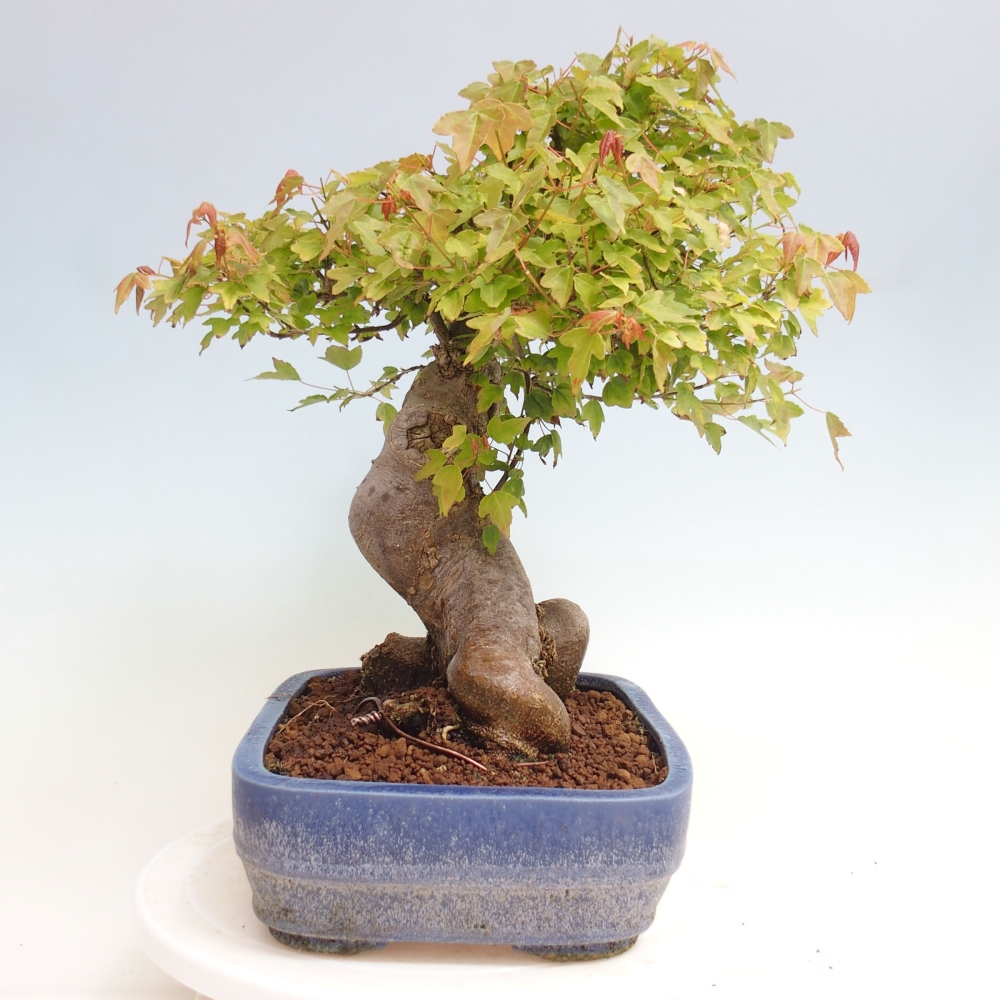 Kültéri bonsai - Acer Buergerianum - Burger juhar