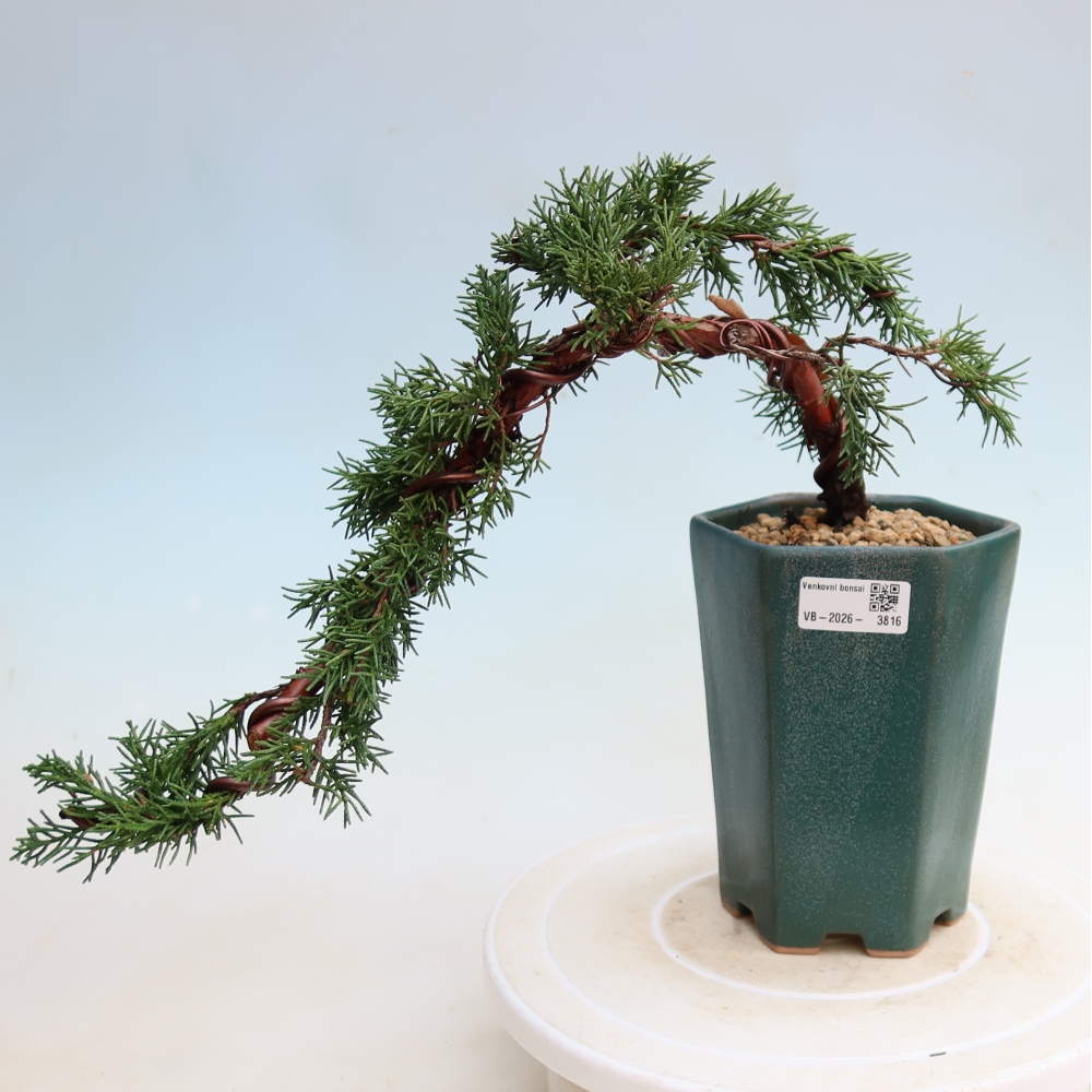 Kültéri bonsai - Juniperus chinensis Kishu