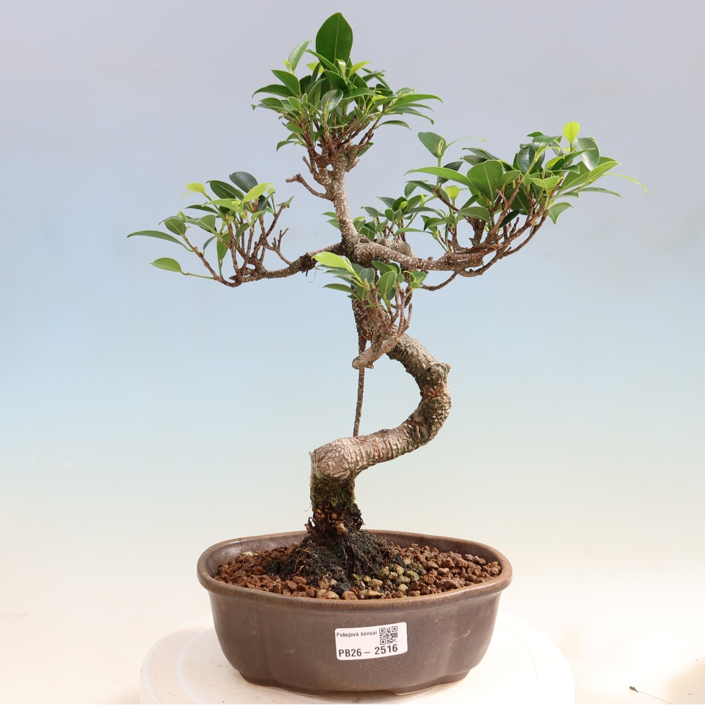 Szobai bonsai - Ficus retusa - kislevelű fikusz
