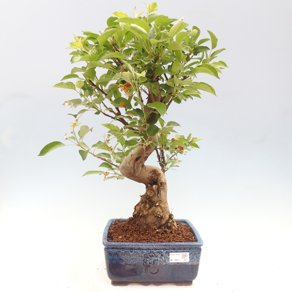 Kültéri bonsai -Malus halliana - Kis gyümölcsű almafa