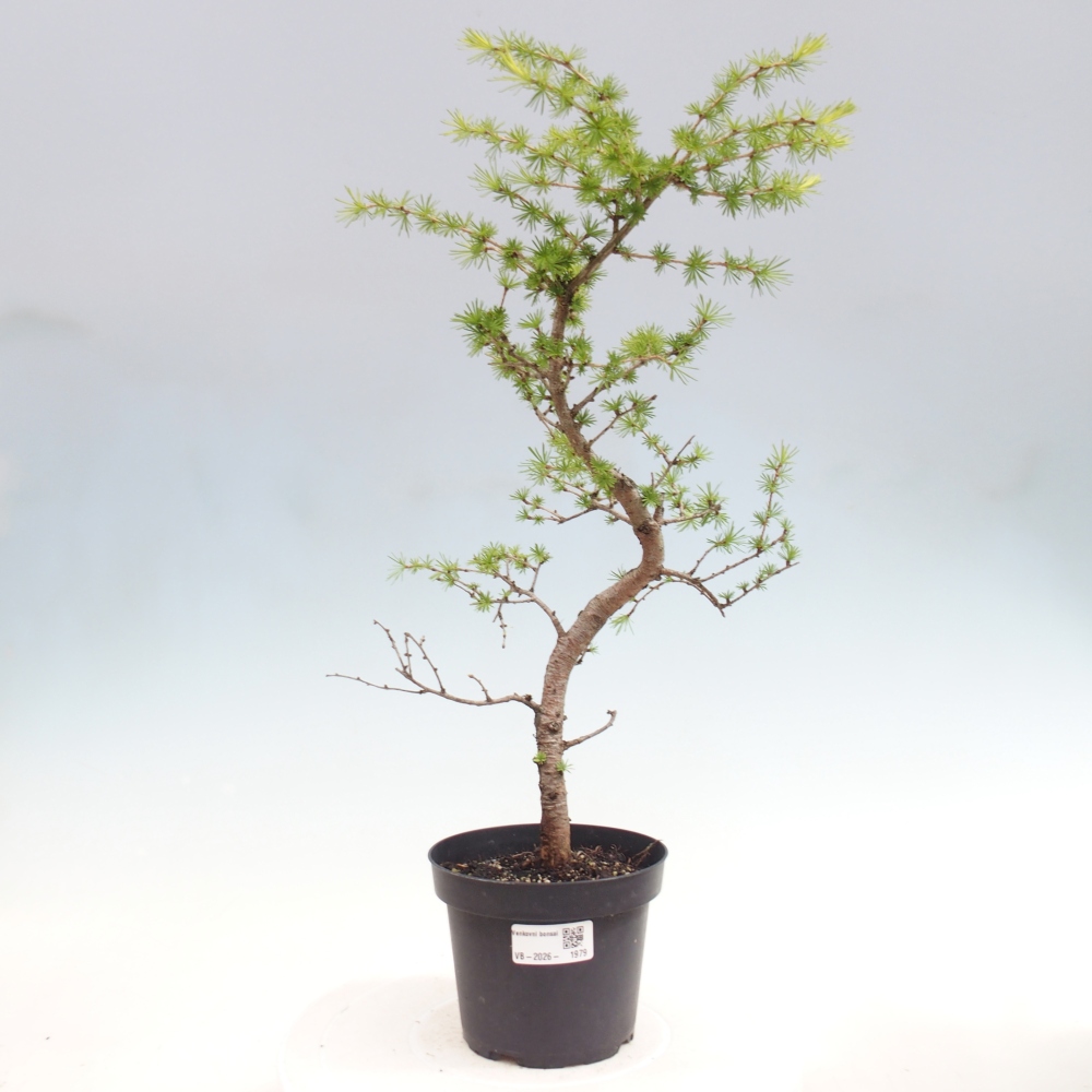 Kültéri bonsai - Larix decidua - vörösfenyő