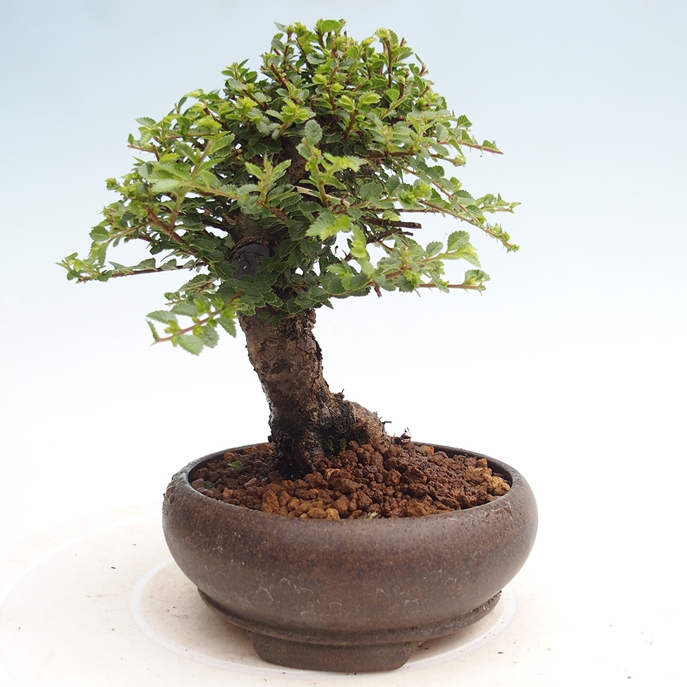 Kültéri bonsai - Ulmus parvifolia Hokkaido - Kínai szil - Ulmus parvifolia Hokkaido