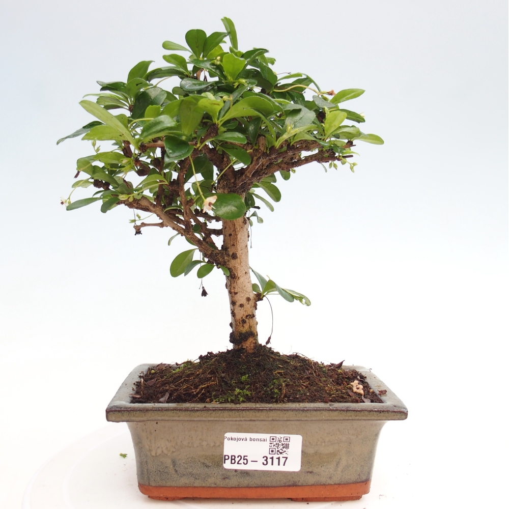 Szobai bonsai - Carmona macrophylla - Tea fuki