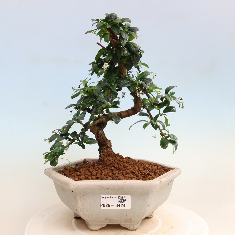 Szobai bonsai - Carmona macrophylla - Tea fuki