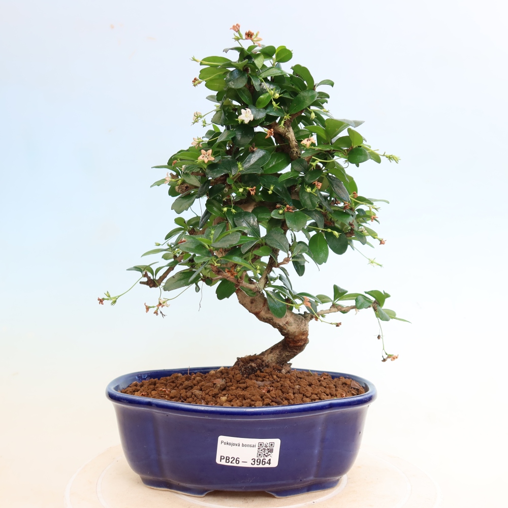 Szobai bonsai - Carmona macrophylla - Tea fuki