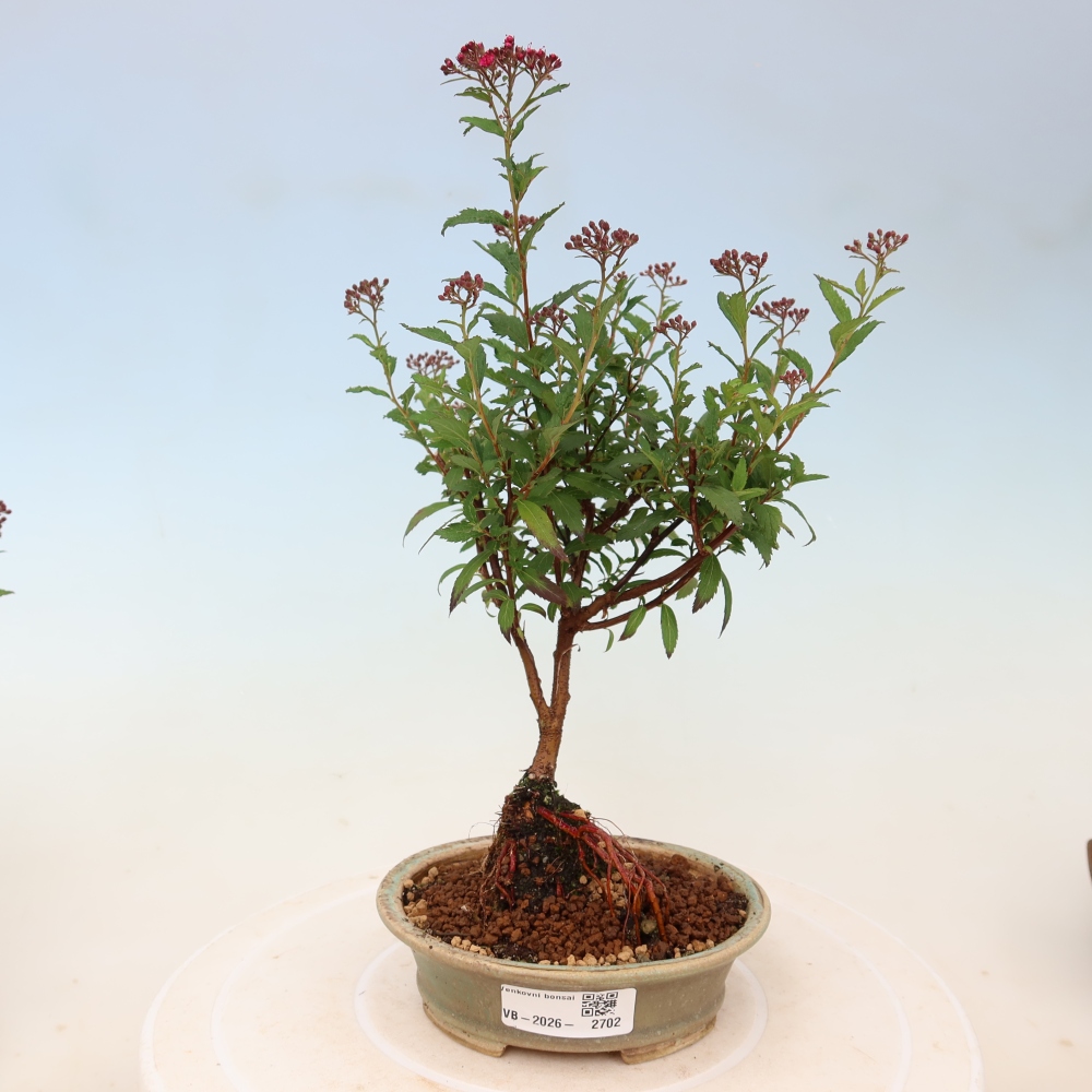 Kültéri bonsai – japán spirea – Spirea japonica Anthony Waterer