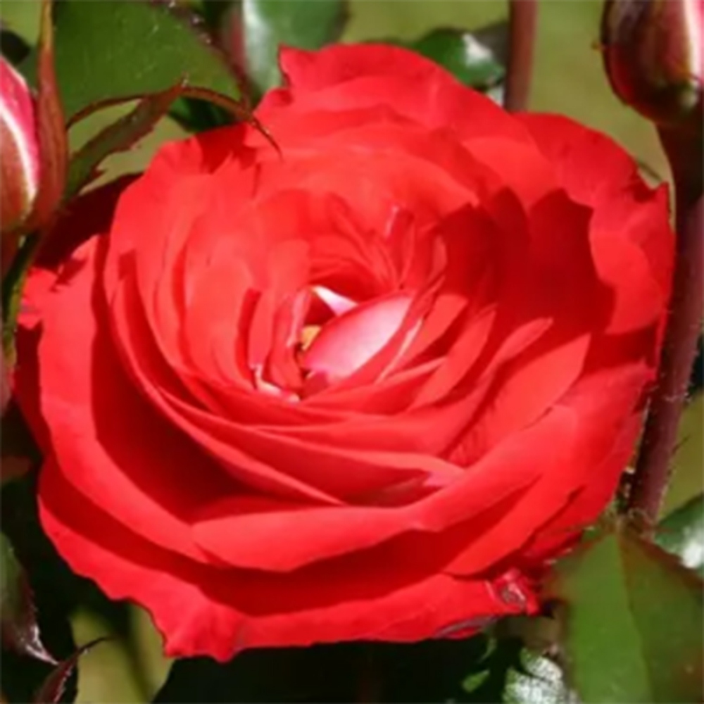 Kültéri bonsai - Rosa Kordes - rózsa