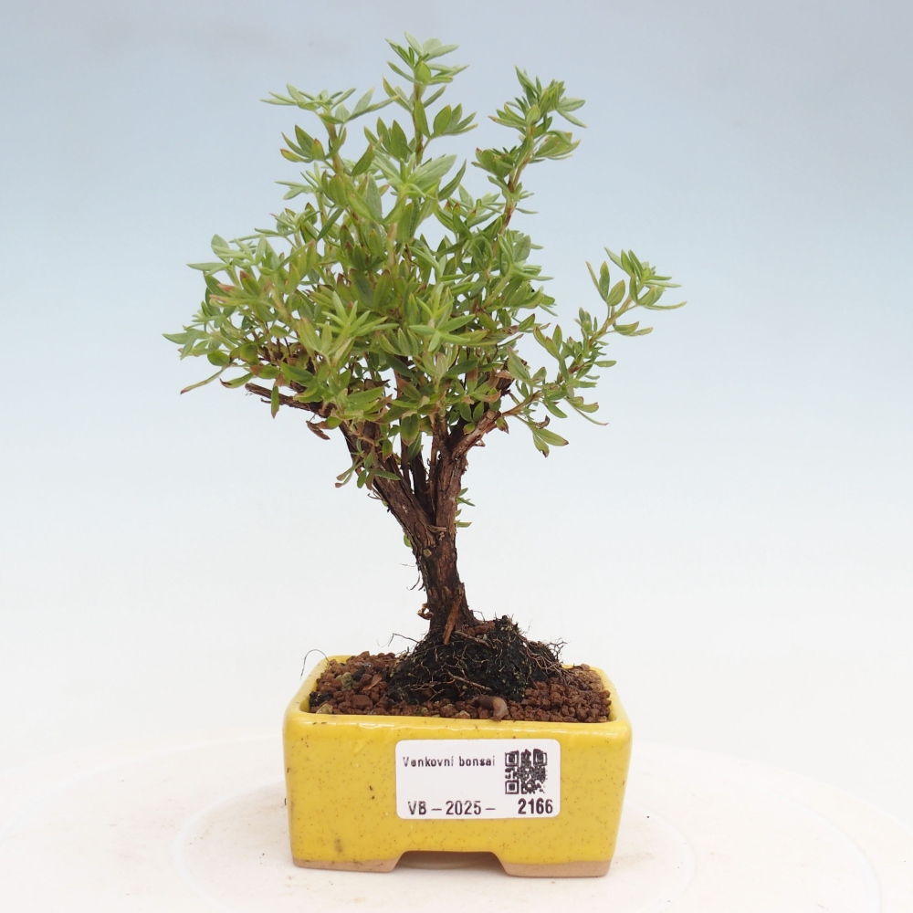 Kültéri bonsai - Potentila fruticosa sárga Bird