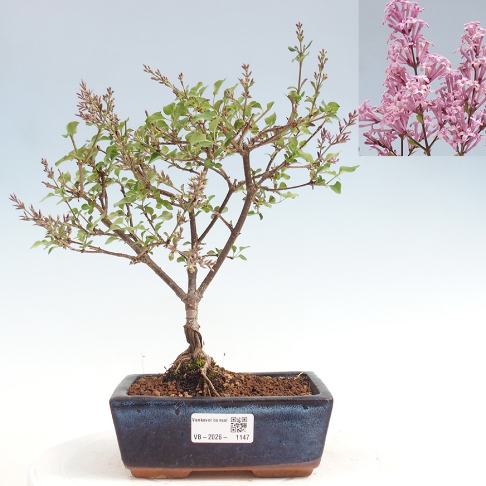 Kültéri bonsai - Syringa Meyeri Palibin - Meyer's Lilac
