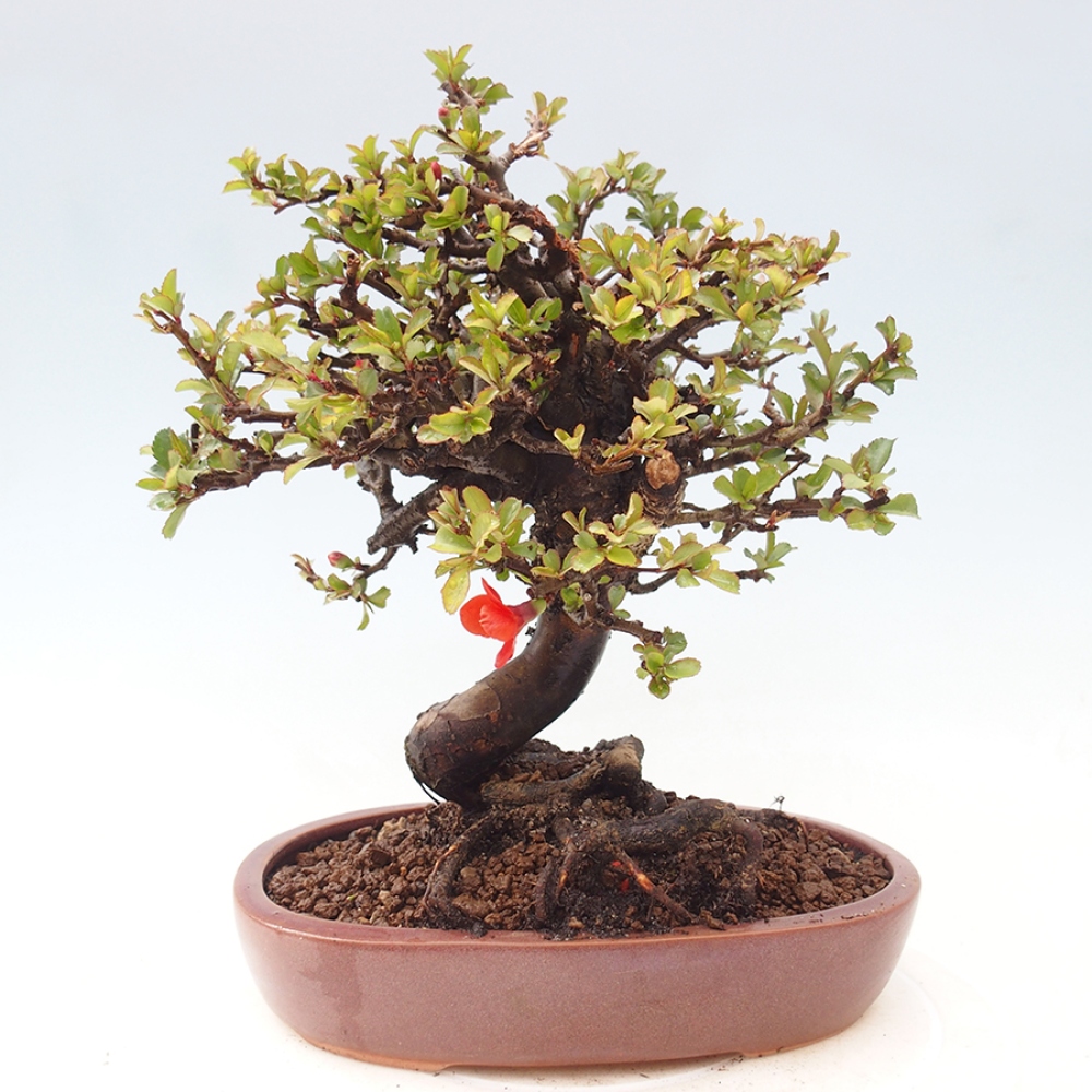 Kültéri bonsai - Chaneomeles speciosa - birs