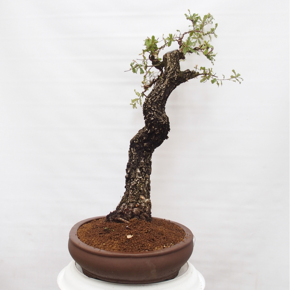 Yamadori - Quercus Ilex - Tölgy magyal