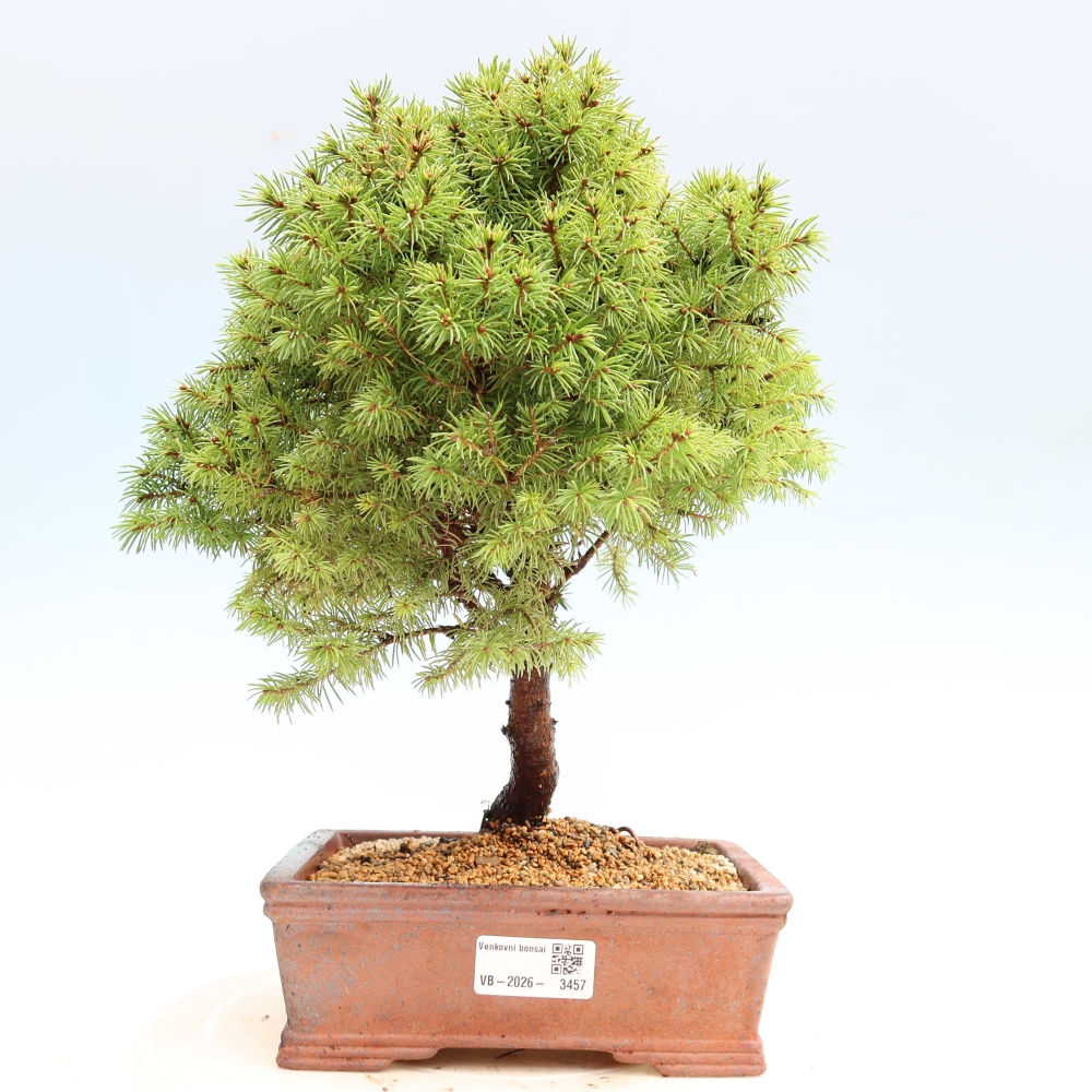 Kültéri bonsai – Szürke lucfenyő – Picea glauca globe