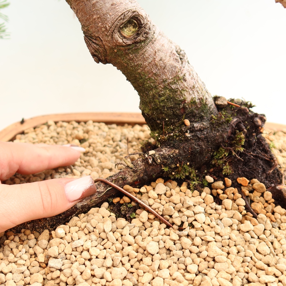 Kültéri bonsai – Pinus mugo Humpy – Törpefenyő