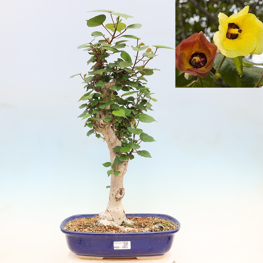 Beltéri bonsai - Hibiscus tiliaceus - tengeri hibiszkusz