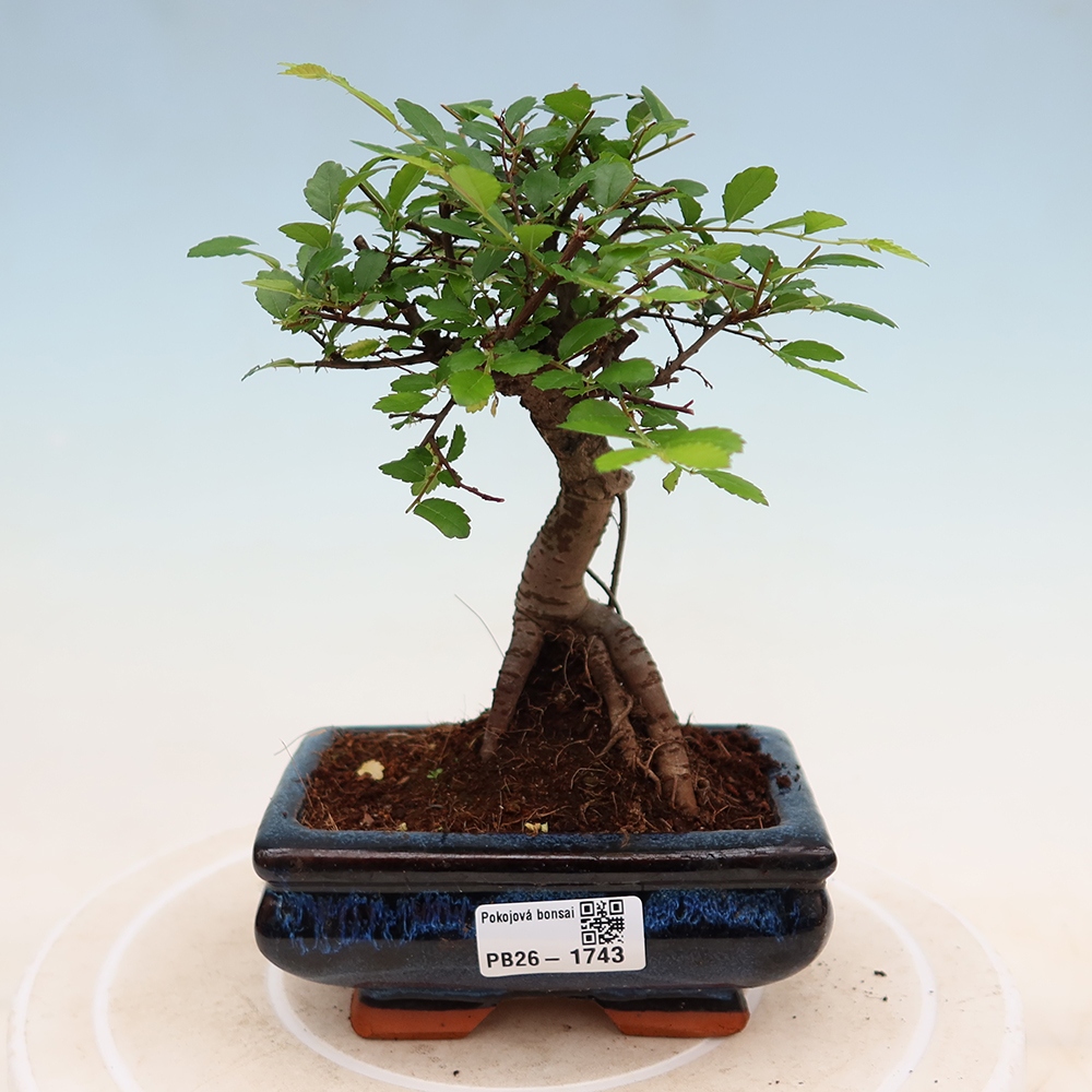 Szobai bonsai - Ulmus parvifolia - Kislevelű szilfa